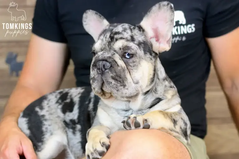 Fuller, a black merle and tan French Bulldog boy, resting on a person's lap and looking to the side.