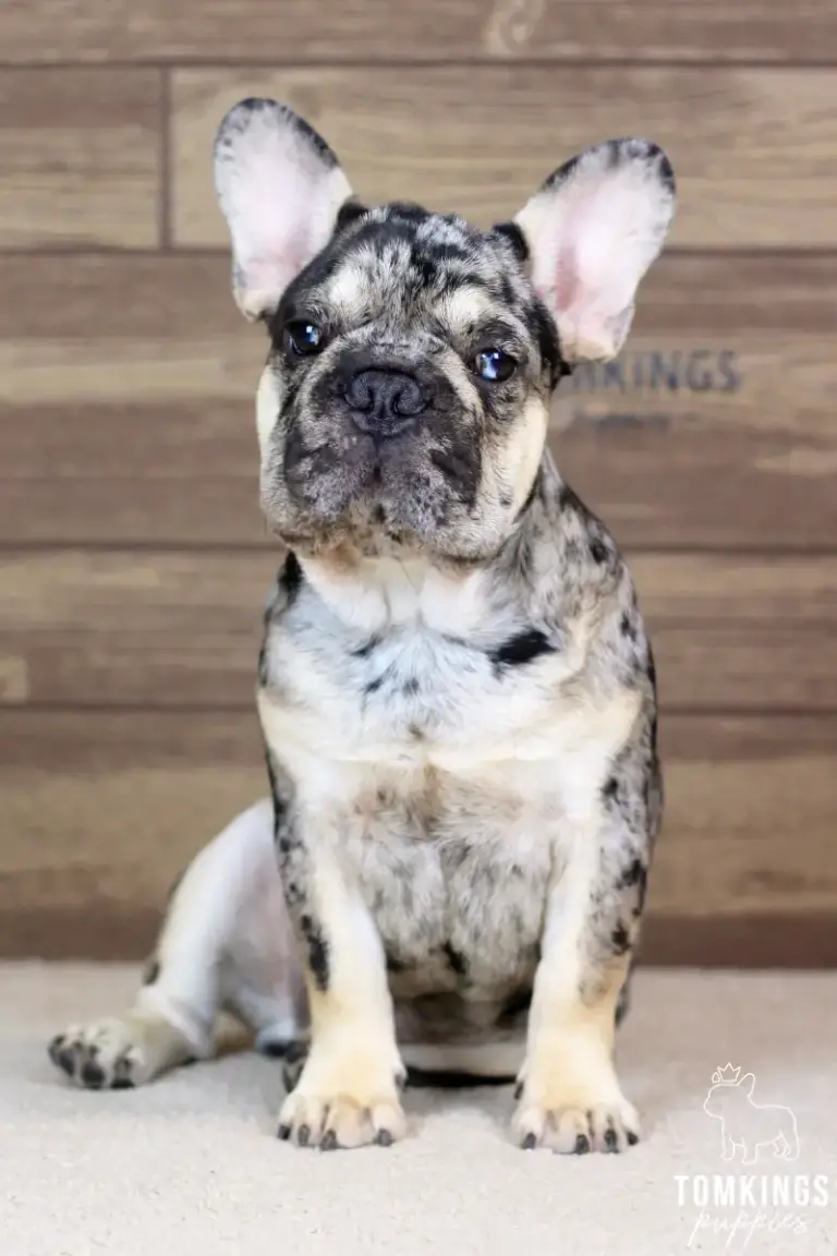 Fuller, a black merle and tan French Bulldog boy, sitting indoors in front of a wooden backdrop.