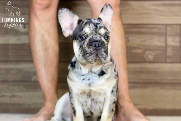 Fuller, a black merle and tan French Bulldog boy, sitting indoors between a person's legs.