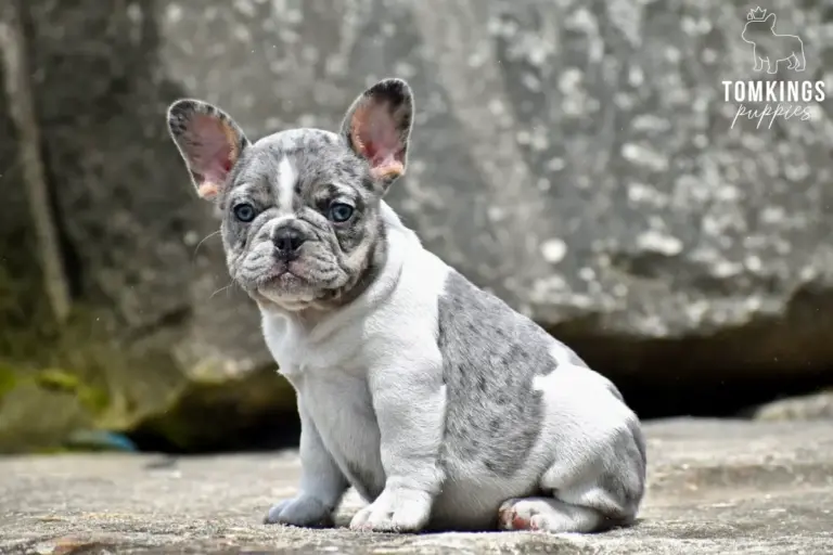 Gigi, a blue merle pied French Bulldog girl, sitting outdoors on stone with rocks behind her.