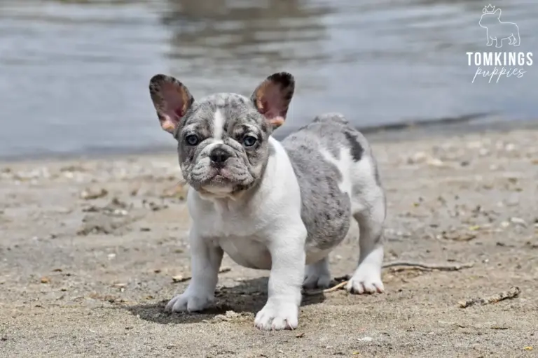 Gigi, a blue merle pied French Bulldog girl, standing on a sandy beach near the water.