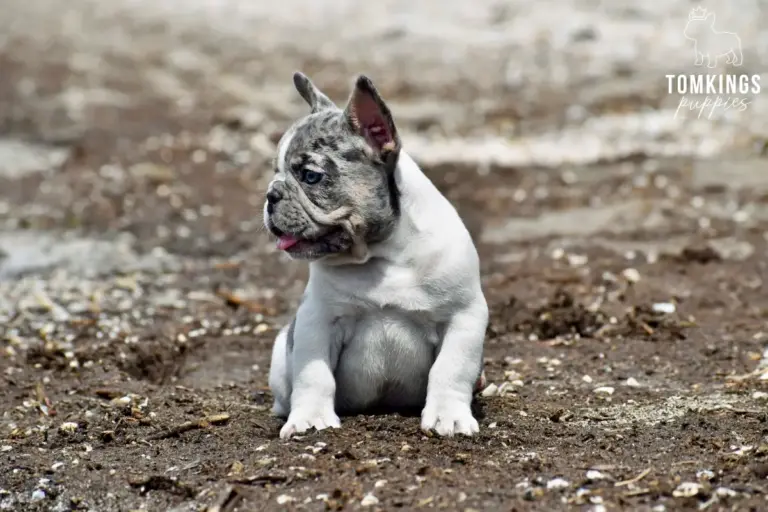 Gigi, a blue merle pied French Bulldog girl, sitting on a sandy beach and looking to the side.