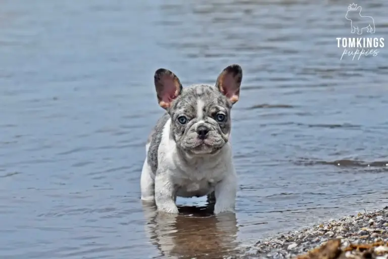 Gigi, a blue merle pied French Bulldog girl, standing in shallow water and facing the camera.