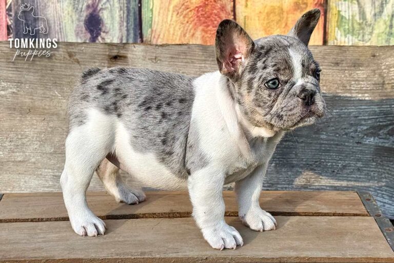 Gigi, a blue merle pied French Bulldog girl, standing outdoors on a wooden platform with a colorful rustic backdrop.