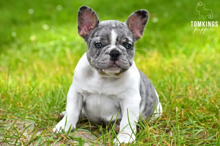 Gigi, a blue merle pied French Bulldog girl, sitting in green grass and looking at the camera.