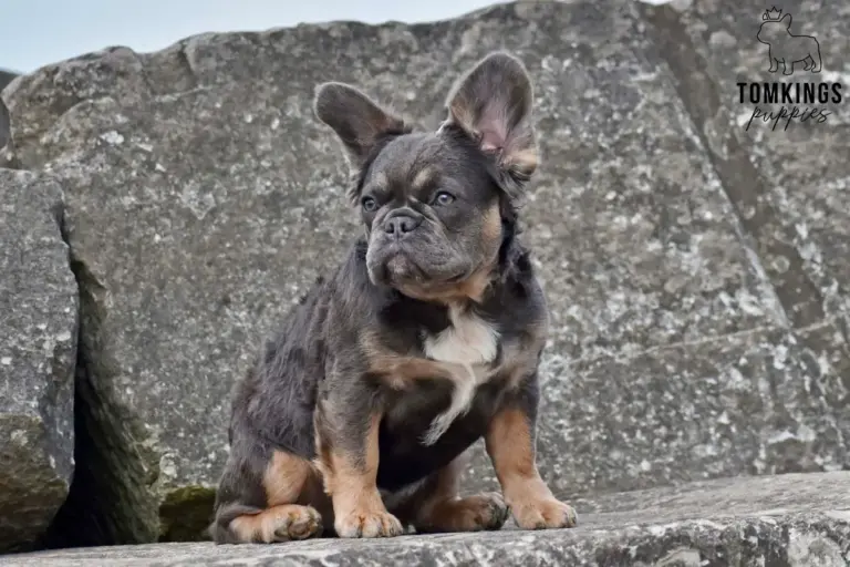Holly, a blue and tan fluffy French Bulldog girl, sitting on rocks and looking to the side.