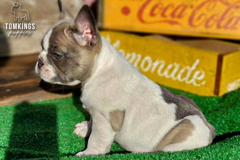 Honey, a lilac pied French Bulldog girl, sitting on green turf in warm sunlight and looking to the side.