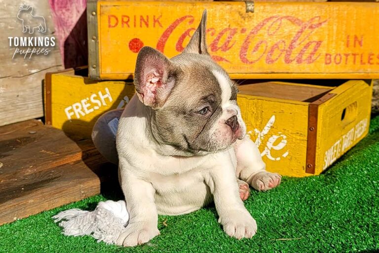 Honey, a lilac pied French Bulldog girl, sitting in side profile outdoors beside yellow wooden crates.