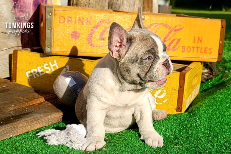 Honey, a lilac pied French Bulldog girl, sitting outdoors on green turf beside vintage yellow crates.