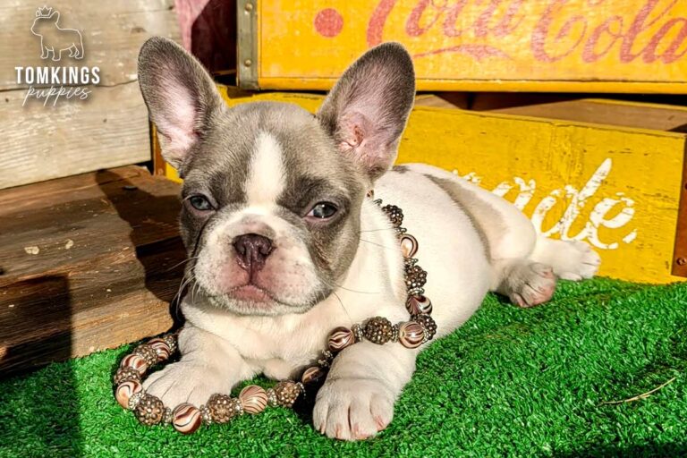 Honey, a lilac pied French Bulldog girl, lying on green turf with a beaded toy in front of her.