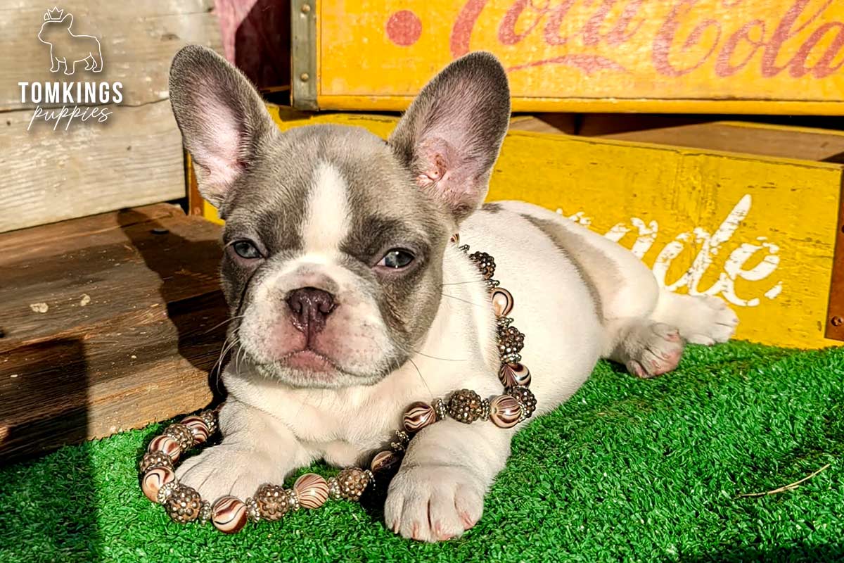Honey, a lilac pied French Bulldog girl, lying on green turf with a beaded toy in front of her.