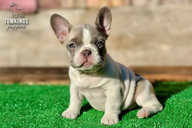 Honey, a lilac pied French Bulldog girl, sitting on green turf in the sunshine and looking at the camera.