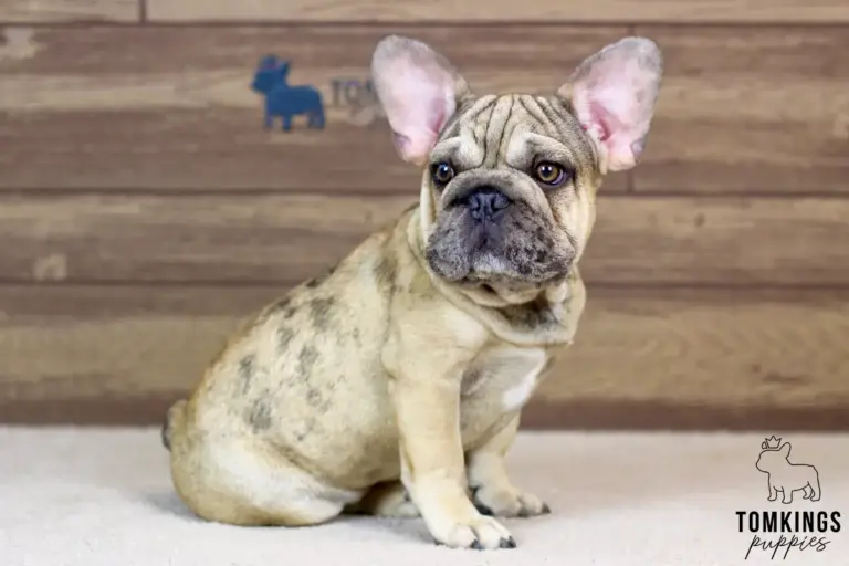 Horace, a merle fawn French Bulldog boy, sitting indoors in front of a wooden backdrop.