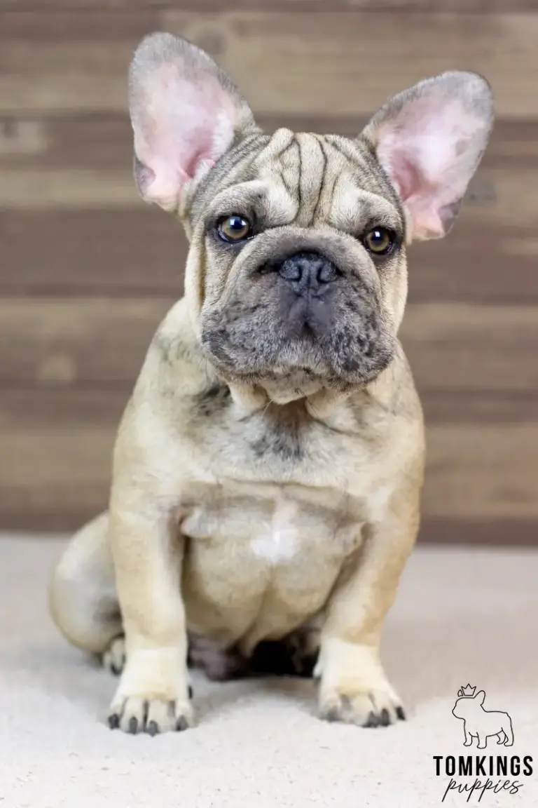 Horace, a merle fawn French Bulldog boy, sitting indoors and looking directly at the camera.