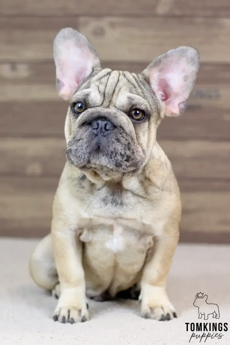 Horace, a merle fawn French Bulldog boy, sitting indoors in a close-up portrait with large upright ears.