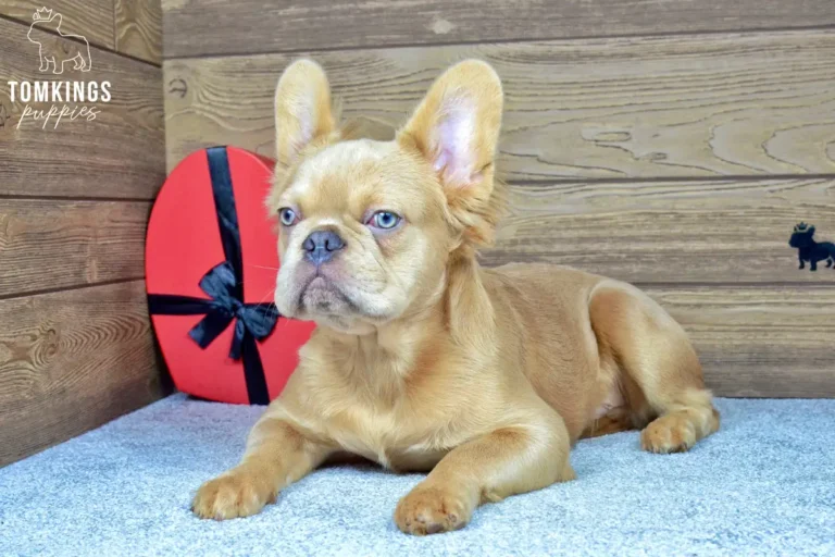 Jonathan, a lilac fawn fluffy French Bulldog boy, lying on a soft carpet indoors in front of a wooden wall.