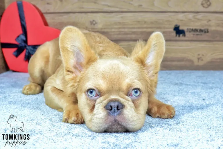 Jonathan, a lilac fawn fluffy French Bulldog boy, lying flat with his chin on the carpet and looking at the camera.