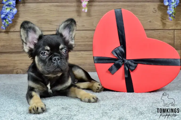 Kayce, a black and tan fluffy French Bulldog boy, lying beside a red heart-shaped box indoors.