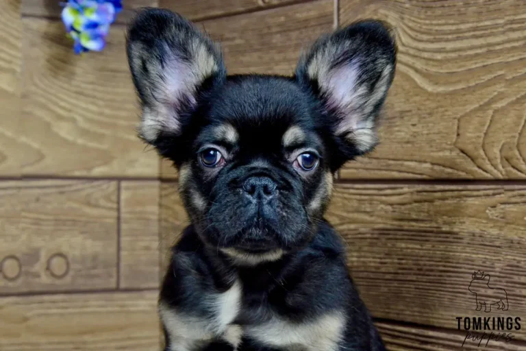 Kayce, a black and tan fluffy French Bulldog boy, sitting indoors beneath pink hanging flowers.