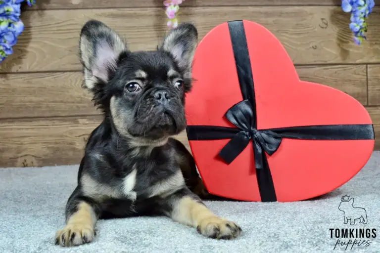 Kayce, a black and tan fluffy French Bulldog boy, lying in front of a red heart-shaped box indoors.