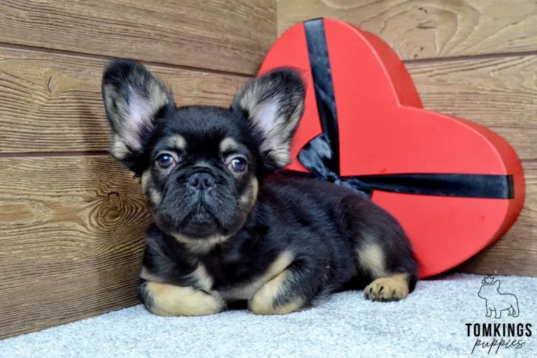 Kayce, a black and tan fluffy French Bulldog boy, shown in a close-up indoor portrait against a wooden wall.