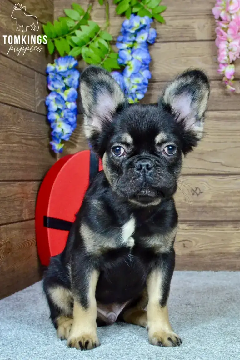 Kayce, a black and tan fluffy French Bulldog boy, sitting indoors against a wooden backdrop.