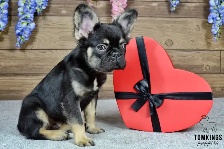 Kayce, a black and tan fluffy French Bulldog boy, sitting beside a red heart-shaped box indoors.