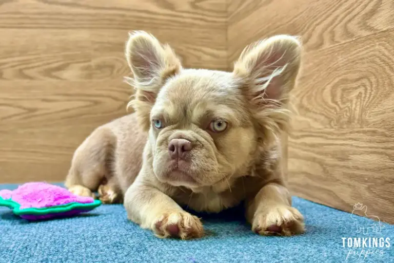 Kelsea, a new shade Isabella tan fluffy French Bulldog girl, lying indoors on a blue carpet.