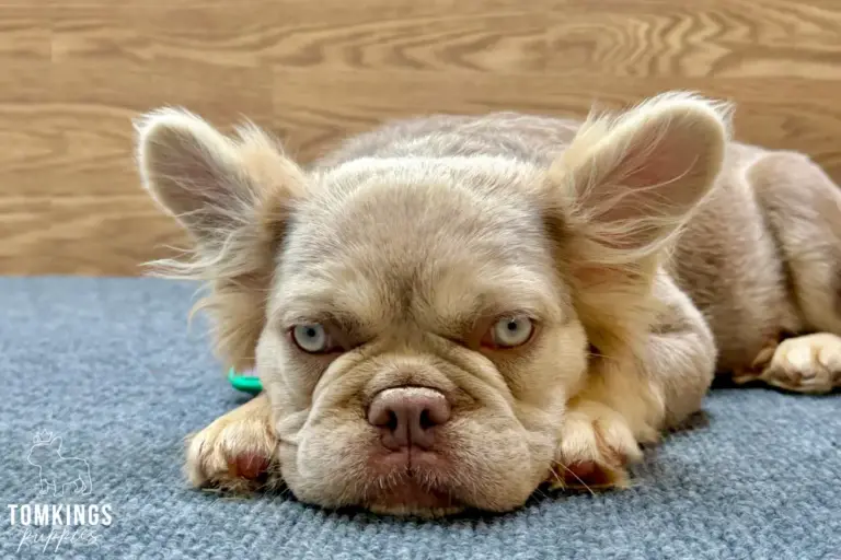 Kelsea, a new shade Isabella tan fluffy French Bulldog girl, resting her chin on a blue carpet indoors.