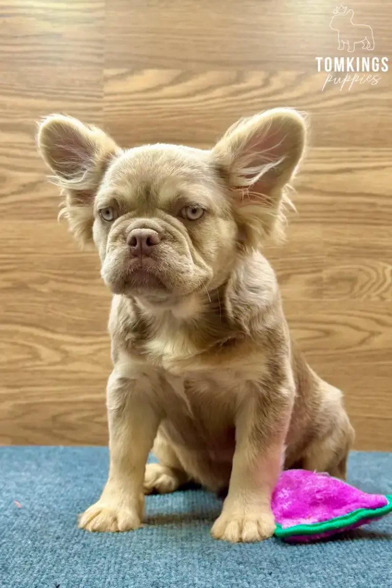 Kelsea, a new shade Isabella tan fluffy French Bulldog girl, sitting indoors on a blue carpet beside a toy.