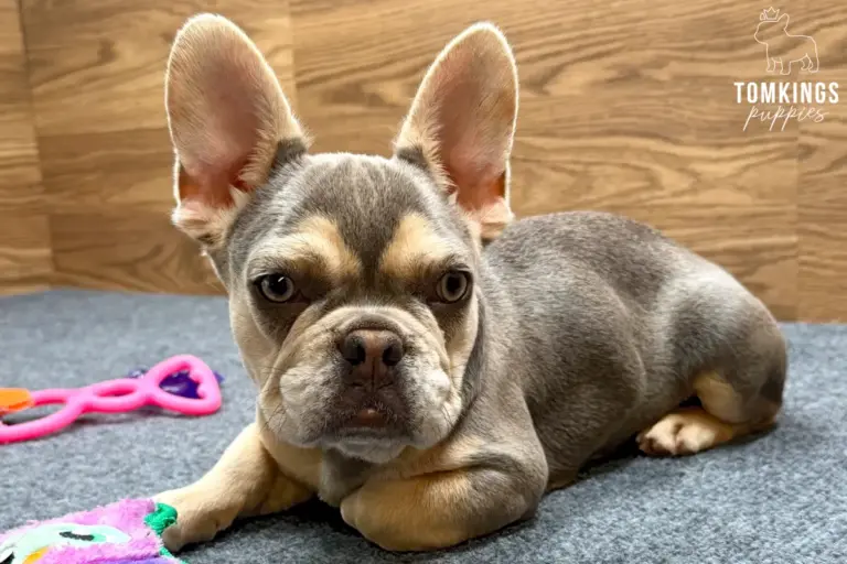Lyra, a lilac and tan French Bulldog girl, lying on a blue carpet indoors beside colorful toys.