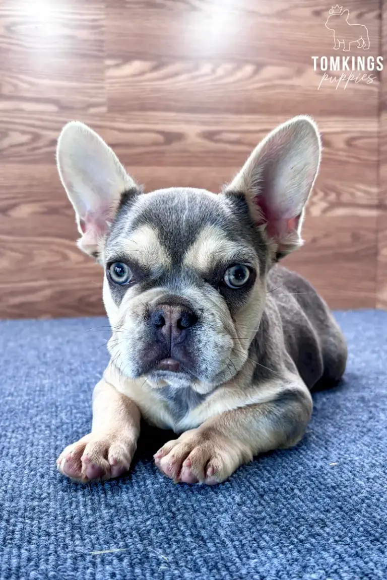 Lyra, a lilac and tan French Bulldog girl, lying on a blue carpet and looking directly at the camera.