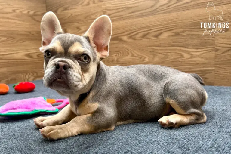 Lyra, a lilac and tan French Bulldog girl, lying sideways on a blue carpet indoors.