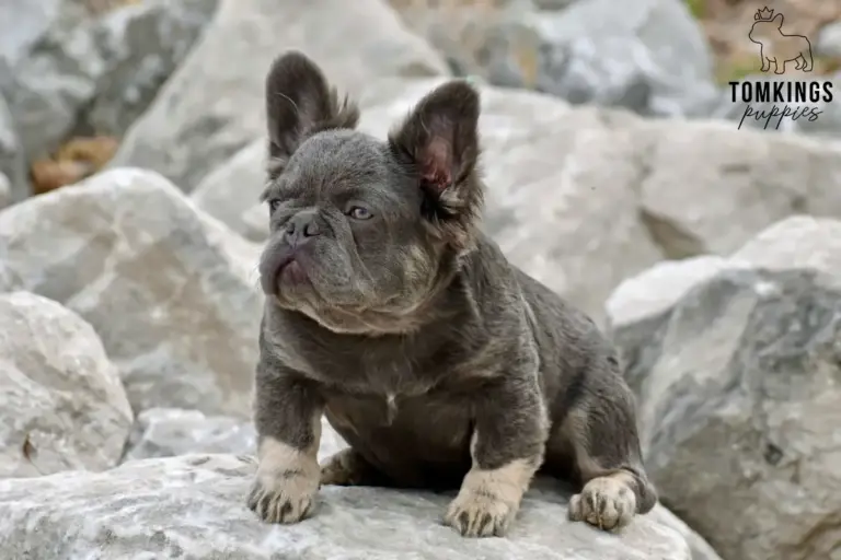 Marigold, a lilac and tan fluffy French Bulldog girl, sitting on pale rocks outdoors.