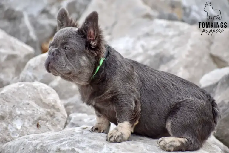Marigold, a lilac and tan fluffy French Bulldog girl, sitting sideways on rocks outdoors.