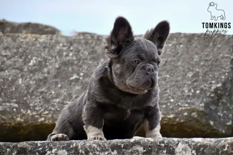 Marigold, a lilac and tan fluffy French Bulldog girl, sitting on a stone ledge and looking forward.