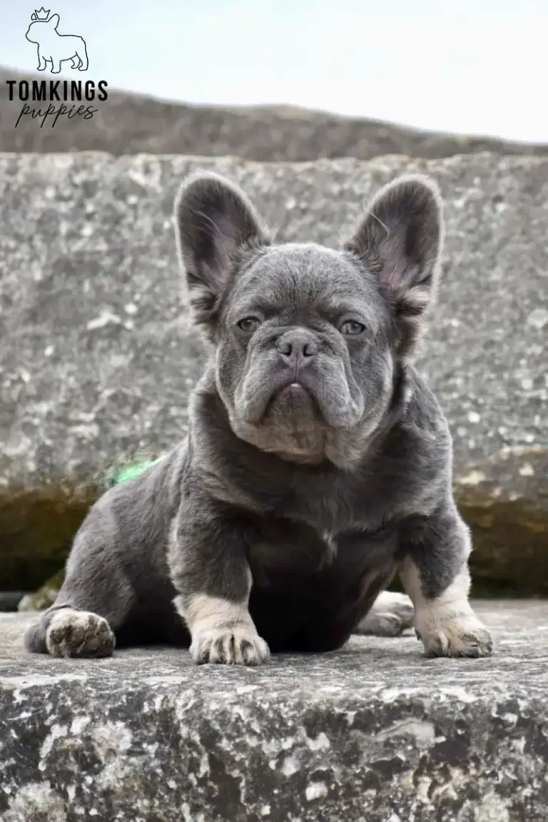 Marigold, a lilac and tan fluffy French Bulldog girl, sitting in a close-up portrait on rocks outdoors.