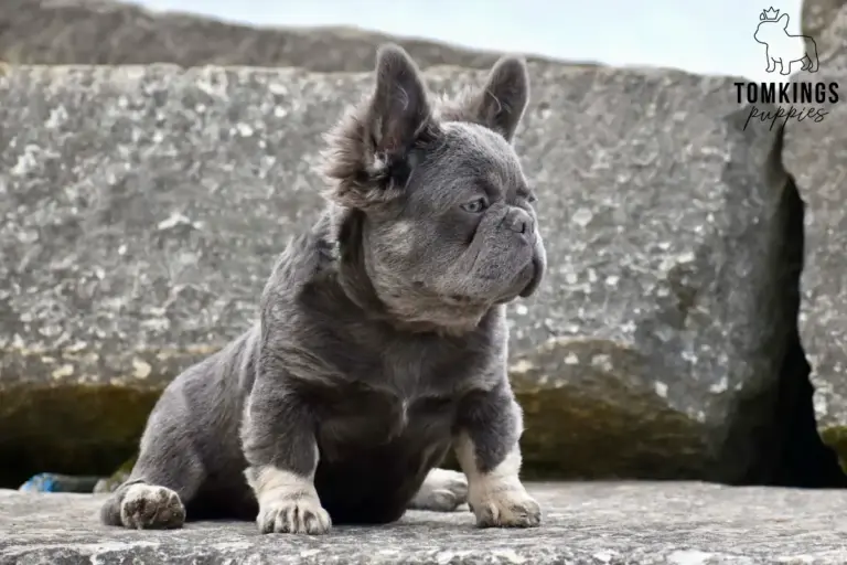 Marigold, a lilac and tan fluffy French Bulldog girl, sitting sideways on a stone ledge outdoors.