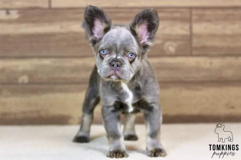 Odette, a blue and tan fluffy female French Bulldog puppy, standing and facing forward indoors with bright blue eyes.