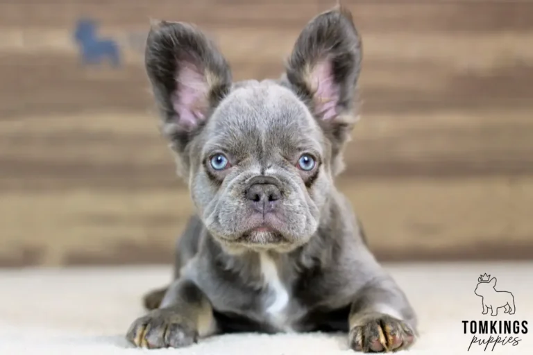 Odette, a blue and tan fluffy female French Bulldog puppy, lying down indoors and looking directly at the camera.