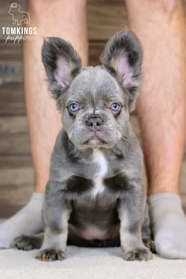 Odette, a blue and tan fluffy female French Bulldog puppy, sitting indoors with a person standing behind her.