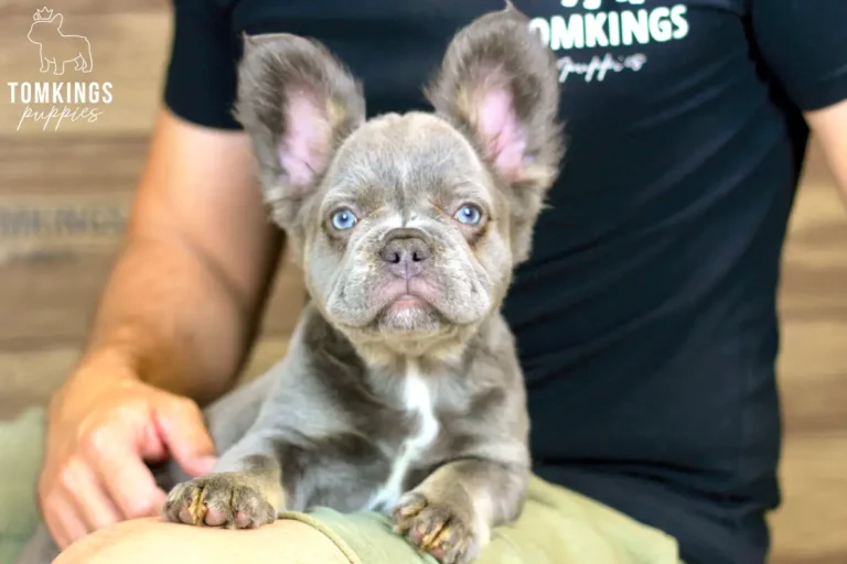 Odette, a blue and tan fluffy female French Bulldog puppy, resting on a person's lap indoors.