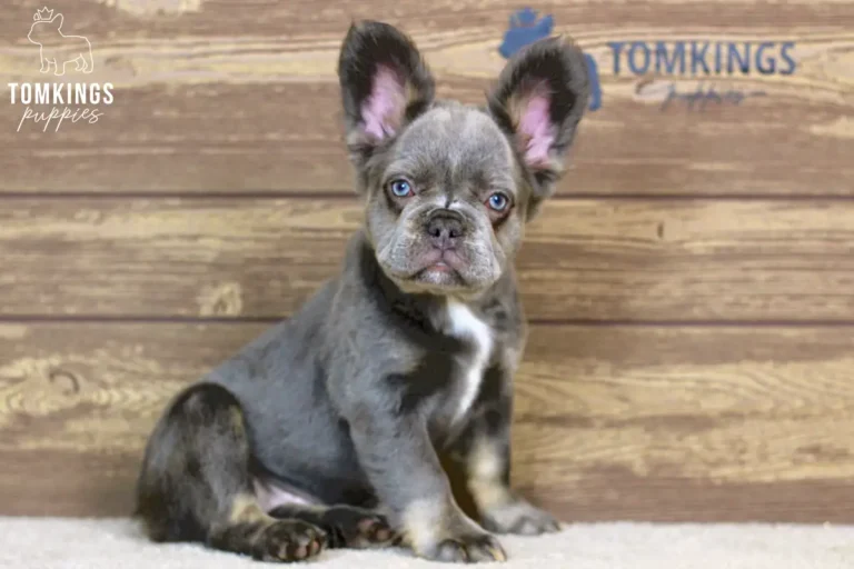 Odette, a blue and tan fluffy female French Bulldog puppy, sitting indoors in front of a wooden wall and looking slightly to the side.