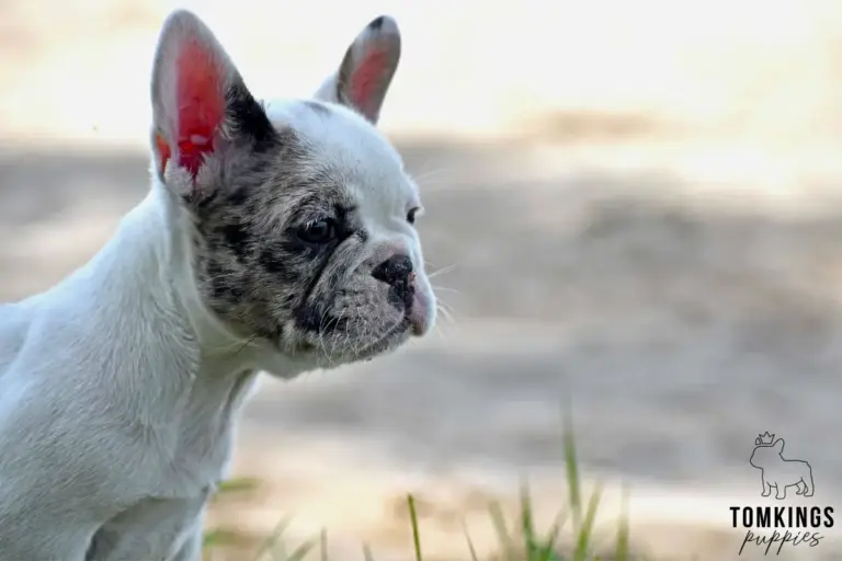Olive, a blue merle pied French Bulldog girl, shown in side profile outdoors near grass.