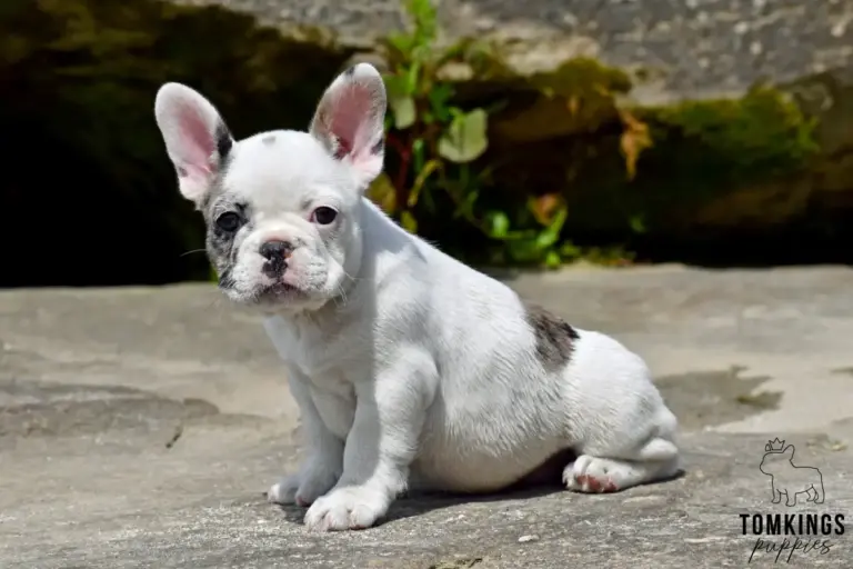 Olive, a blue merle pied French Bulldog girl, sitting outdoors on a stone surface.