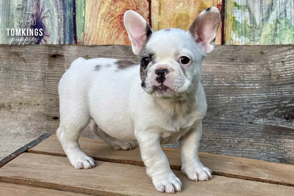 Olive, a blue merle pied French Bulldog girl, standing outdoors on a rustic wooden platform.