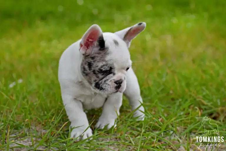 Olive, a blue merle pied French Bulldog girl, walking through green grass outdoors.