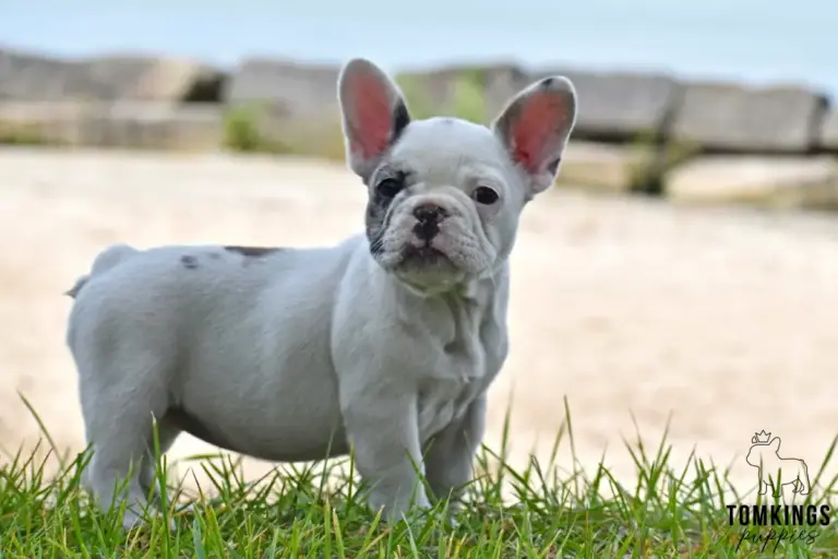 Olive, a blue merle pied French Bulldog girl, standing in grass with a sandy background.