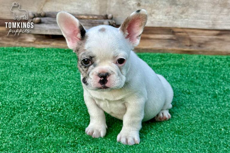 Olive, a blue merle pied French Bulldog girl, sitting on bright green turf and looking at the camera.