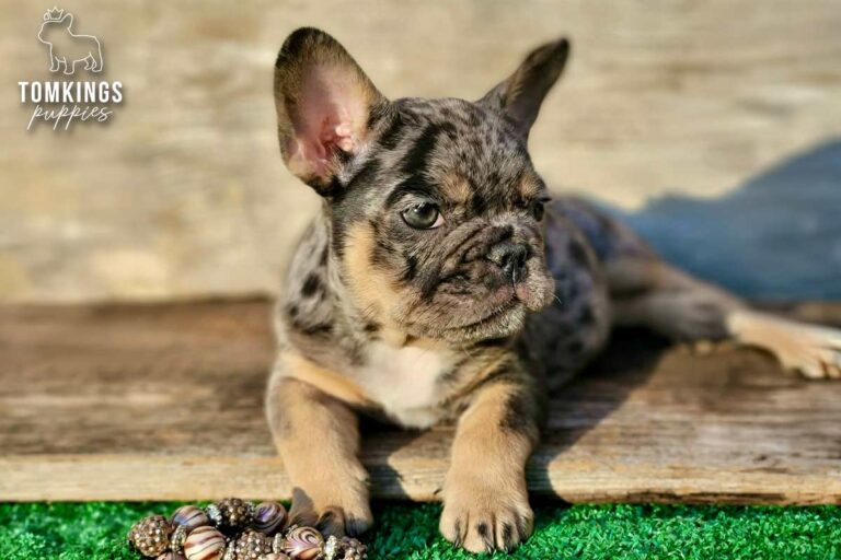 Otis, a black merle and tan French Bulldog boy, lying outdoors on a wooden platform near green turf.